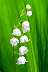 Image showing Beautiful lily-of-the-valley flower