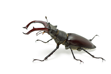 Image showing Crawling  male stag beetle (Lucanus cervus) 