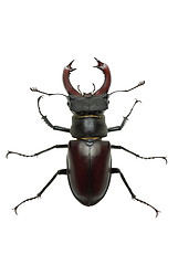 Image showing Crawling  male stag beetle (Lucanus cervus) 