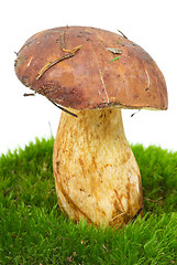 Image showing Boletus (Boletus edulis, Squirrels bread) on the green moss 