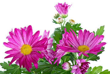 Image showing Bunch of pink wild chrysanthemum