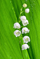 Image showing Beautiful lily-of-the-valley flower with water-drops