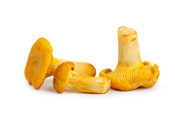 Image showing Three chanterelle mushrooms