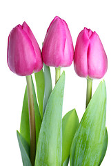 Image showing Three pink tulips 