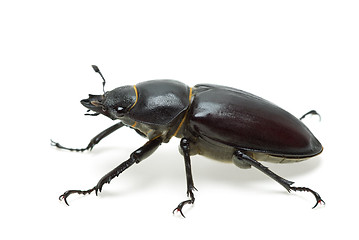 Image showing Crawling  female stag beetle (Lucanus cervus) 