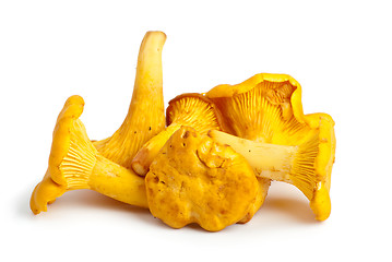 Image showing Few chanterelle mushrooms