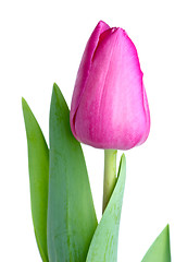 Image showing Single pink tulip
