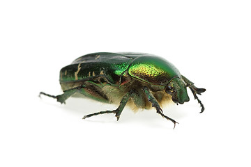 Image showing Flower chafer (rose chafer, Cetonia aurata) beetle
