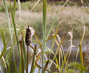 Image showing Bull Rushes