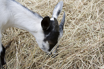 Image showing Baby Goat