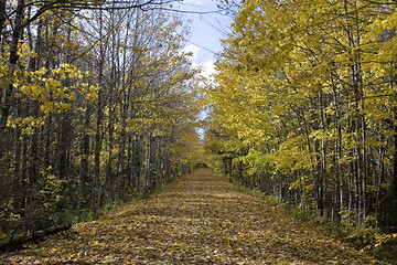 Image showing Trail of Leaves