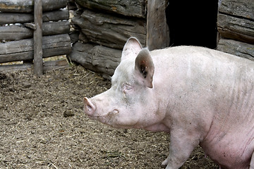 Image showing Fat dirty pig