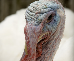 Image showing Close up of a turkey