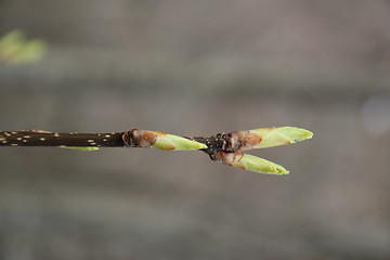 Image showing Fauna & Flora