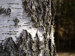 Image showing birch bark