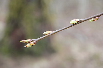 Image showing Fauna & Flora