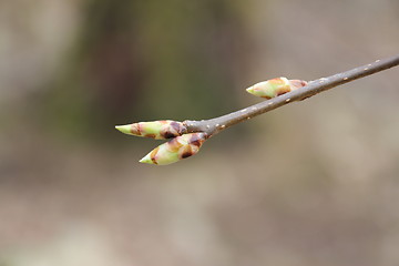 Image showing Fauna & Flora