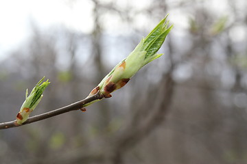 Image showing Fauna & Flora