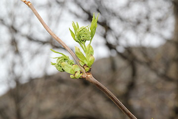 Image showing Fauna & Flora