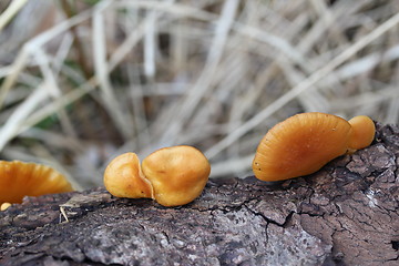 Image showing Mushroom