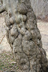 Image showing Deformed tree