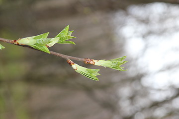 Image showing Fauna & Flora