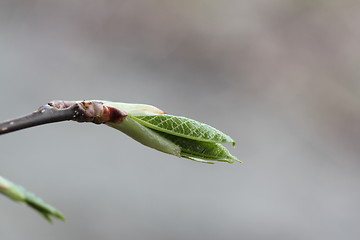 Image showing Fauna & Flora