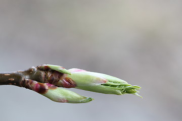 Image showing Fauna & Flora