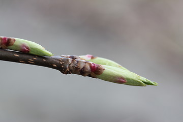 Image showing Fauna & Flora