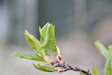 Image showing Fauna & Flora