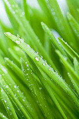 Image showing wet green