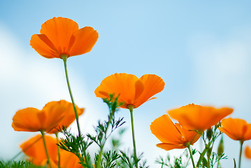 Image showing Orange Poppies Field 