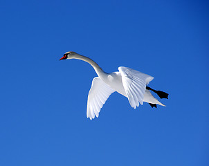 Image showing White swan 