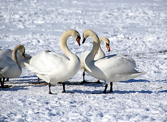 Image showing White swans 