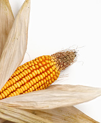 Image showing corncob background