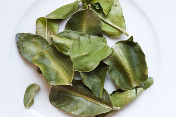 Image showing Dried Kaffir Lime Leaves (Citrus hystrix)