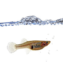 Image showing Mosquitofish portrait