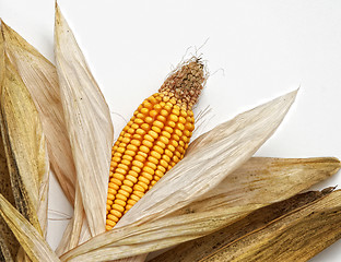 Image showing corncob on white