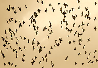 Image showing bird in the sky