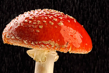 Image showing Amanita muscaria in the rain