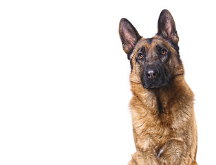 Image showing german shepard isolated on white