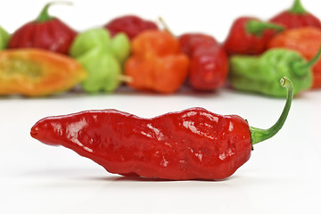 Image showing red hot chilly pepper