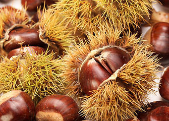 Image showing chestnuts, nature background