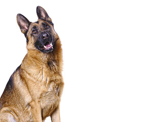 Image showing german shepard isolated on white