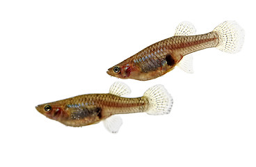 Image showing Mosquitofish couple portrait