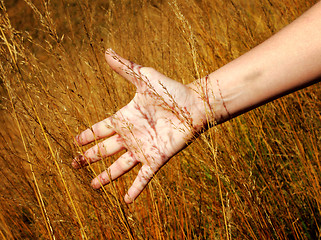 Image showing hand in field