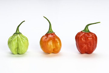 Image showing very hot chilly pepper