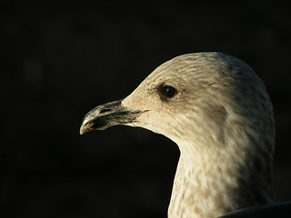 Image showing Seagull