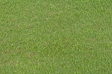 Image showing perfect green grass background