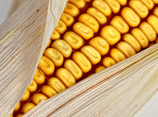 Image showing corncob detail